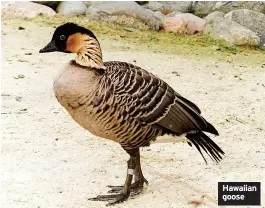  ?? ?? Hawaiian goose