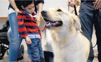  ?? MARIA LORENZINO/STAFF PHOTOGRAPH­ER ?? FAU Police are assisting in the special-needs training of a family’s golden retriever, Faith, for Liam Cruz, left, who suffers from a rare disorder that has left him with limited movement and muscle developmen­t.