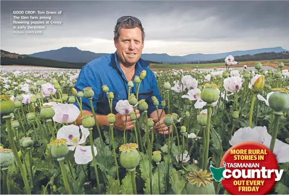  ?? Picture: CHRIS KIDD ?? GOOD CROP: Tom Green of The Glen farm among flowering poppies at Cressy in early December.