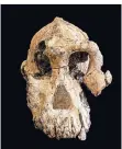  ??  ?? Der Schädel des Australopi­thecus anamensis...