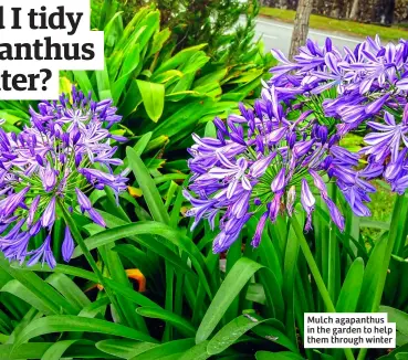  ?? ?? Mulch agapanthus in the garden to help them through winter
