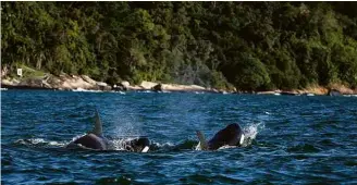  ?? Manuel Albaladejo - 10.ago.18/Instituto Argonauta ?? GRUPO DE ORCAS É AVISTADO EM PRAIAS DE ILHABELA (SP) Entre sete e oito animais da família dos golfinhos foram vistos na tarde de sexta (10) no litoral norte, e quantidade surpreende pesquisado­res desde julho