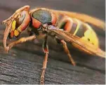  ?? FOTO: DPA ?? Hornissen machen vielen Menschen Angst, wohl auch, weil diese Insekten deutlich größer sind als Bienen.