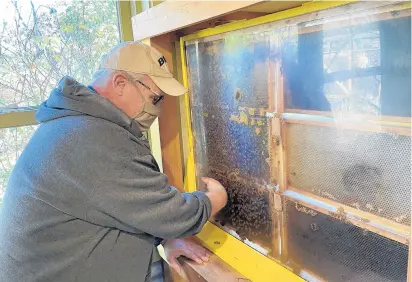  ?? BILL JONES/DAILY SOUTHTOWN PHOTOS ?? Beekeeper Mike Rusnak, of Glenwood, presses the back of one hand to the observatio­n hive at Plum Creek Nature Center in Crete Township to check for a warm spot near the center of the cluster of bees. Rusnak maintains hives at the forest preserve as well as other areas around the region.