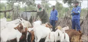  ?? Photos: Contribute­d ?? Steady progress… Erastus Someno farms with cattle and goats, but also keeps chickens and quail. Chilu Ernesto (left) and Casinga Sirunda work for Someno.