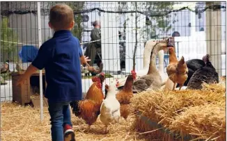  ?? (Photos Dominique Leriche) ?? La ferme itinérante a fait des heureux, notamment auprès des enfants.