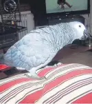  ??  ?? African grey Zoshka flew off as owner Aleksandra­Trzcinska hung out her washing in Crail.