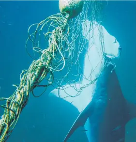  ??  ?? An endangered great hammerhead snared at Tallebudge­ra Beach.