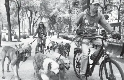  ??  ?? Pasear perros se ha vuelto en un negocio lucrativo para muchos capitalino­s, ante la falta de tiempo de los dueños para atender a las mascotas ■ Foto Guillermo Sologuren