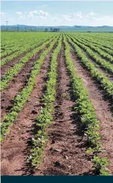  ?? ?? This year Loretta has planted 76ha to soya beans. She hopes for decent yields after the recent good rains.