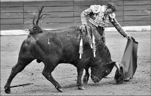  ?? Fotos: glenda giacometti/ el comercio ?? • El natural de sentimient­o dibuja el toreo lento y revela el gran ritmo del cuarto, de Huagrahuas­i: la espada dejó la faena en una oreja.