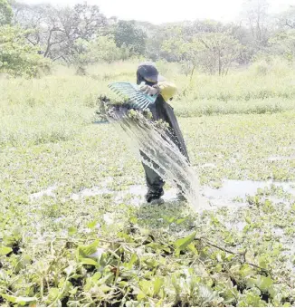  ?? PhotograPh by analy labor for the Daily tribune @tribunephl_ana ?? A WORKER at the University of the Philippine­s in Diliman, Quezon City, on Thursday, removes the water lettuce, an aquatic floating plant, so that the water can flow well.