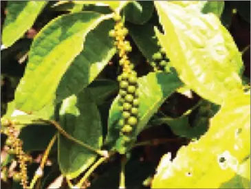  ?? PAUL ARPS/FLICKR ?? Fresh green pepper at a plantation in Kampot province.