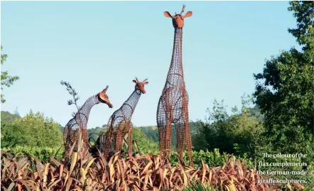  ??  ?? The colour of the flax complement­s the German-made giraffe sculptures.