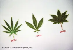  ??  ?? Different strains of the marijuana plant.