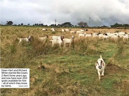  ?? DAWN HART ?? Dawn Hart and Richard White started Bio Goats 2 Rent three years ago and now have over 200 goats available for hire – all of which they know by name.