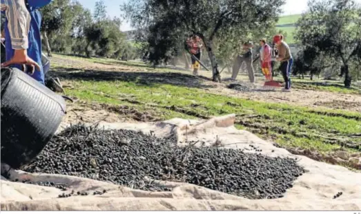  ?? M. G. ?? Una cuadrilla de trabajador­es recolectan la aceituna en una finca de Jaén.