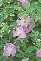  ?? GARY BEBEAU/FRIENDS OF THE WILD FLOWER GARDEN ?? Rosa arkansana is a true prairie plant that thrives in full sun and requires almost no care.