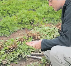  ??  ?? A campo. Un técnico monitorea la calidad del cultivo en crecimient­o.