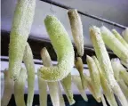  ??  ?? > Loofahs hanging in a drying room at Knightshay­es