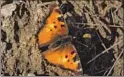  ??  ?? A CALIFORNIA tortoisesh­ell butterf ly. Shapiro has the nation’s longest-running monitoring project.