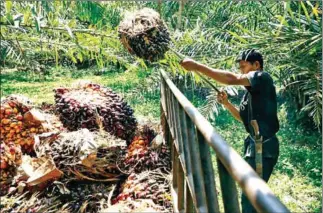  ?? AFP ?? Indonesia’s decision to suspend palm oil exports is designed to bring down prices and limit shortages domestical­ly, but it comes amid skyrocketi­ng prices of edible oils and global supply shortages.