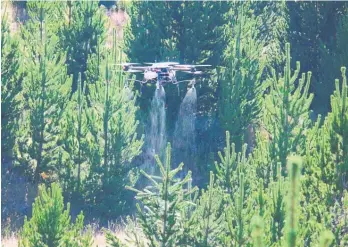  ?? ?? SPS Automation's novel dronebased spray system in action, controllin­g wilding pines.