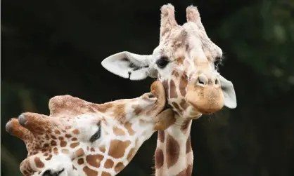  ??  ?? A lot of necking: intimate behaviour is common between male giraffes. Photograph: Buck Forester/Getty Images