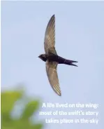  ??  ?? A life lived on the wing: most of the swift’s story takes place in the sky