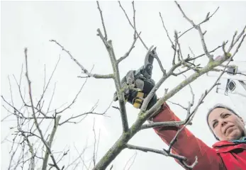  ?? FOTO: JENS-ULRICH KOCH ?? Frostfreie Tage sind ein guter Zeitpunkt, um vielen Gehölzen einen Rückschnit­t zu verpassen. Aber bitte nicht zu früh im Winter – sonst steht die Pflanze zu viele Monate mit offener Wunde da.