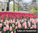  ??  ?? Tulips at Keukenhof