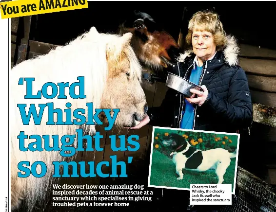 Lord whiskey dogs for hot sale rehoming