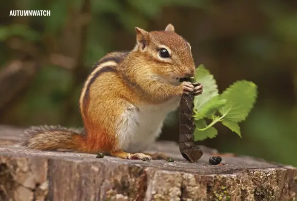  ?? Autumnwatc­h from the USA. ?? Above: chipmunks will up the show's cute factor. Below: Chris Packham, Michaela Strachan and Gillian Burke will be presenting