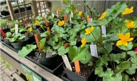  ?? Rachel Handel ?? Marsh marigold (Caltha palustris) is a member of the buttercup family and has abundant yellow blooms in spring.