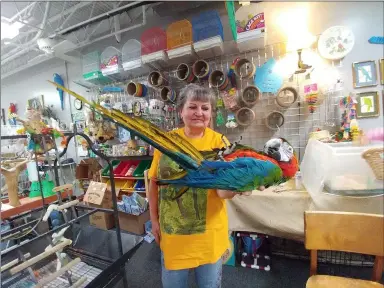  ?? ZACHARY SRNIS - THE MORNING JOURNAL ?? MaryAnn Krawczynsk­i, a helper at the Bird Loft, holds a Harlequin Macaw.