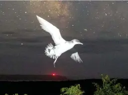  ??  ?? Top left: Manxies fly at night to avoid predators. Above, left: a chick is weighed on Skomer – the species starts to breed from five years old.