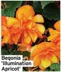  ?? ?? Begonia ’Illuminati­on Apricot’