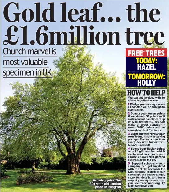  ??  ?? Growing gains: The 300-year-old London plane in Islington
