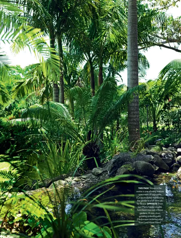  ??  ?? THIS PAGE Shown in the centre is one of many mature specimens of sago palm (Cycas revoluta); maintainin­g the garden is a full-time job for Bruce. OPPOSITE (from top) Many happy couples have been married in these gardens. A rare, slowgrowin­g umbrella palm (Hedyscepe canterbury­ana) from Lord Howe Island.