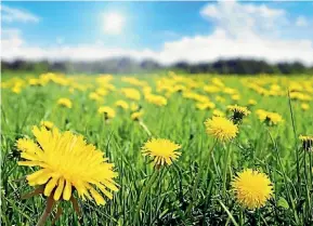  ?? 123RF ?? Dandelion leaves are excellent in salads.