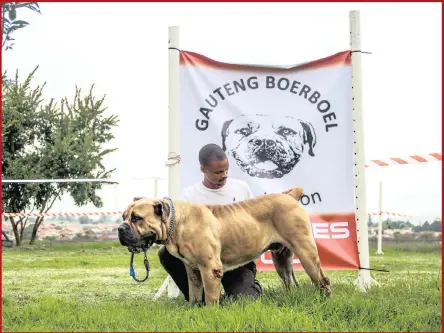  ??  ?? ALL BONE AND MUSCLE: Keletso Maishoane with his Boerboel, Rokafela Blue.