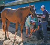  ?? JULIO CORTEZ/AP ?? Fenwick has the longest odds of any of the nine horses racing in the Preakness Stakes on Saturday at Pimlico in Baltimore.