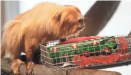  ?? MARK HOFFMAN/MILWAUKEE JOURNAL SENTINEL ?? A golden lion tamarin examines an enrichment gift with a banana inside of it at the Milwaukee County Zoo. Zookeepers use the gifts to challenge the animals and to reinforce skills they would use if they were in the wild.