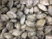  ?? PATRICK WHITTLE — ASSOCIATED PRESS ?? In this June 28 photo, local softshell clams are on display at a Portland, Maine, fish market. Maine clams were once one of the state’s most lucrative resources, but they are sliding in catch. Fishery managers said toxins in the environmen­t and...