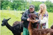  ??  ?? Alpaca owner Silke Lederbogen, put a halter on an alpaca during an animal therapy session for mentally ill criminals.