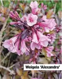  ?? ?? Weigela ‘Alexandra’