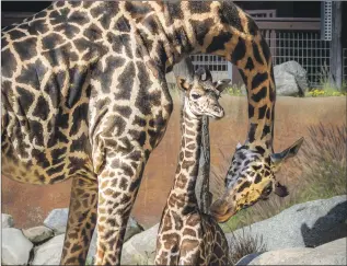  ?? Los Angeles Zoo ?? THE PHYSICIAN is studying how, unlike humans, giraffes aren’t vulnerable to preeclamps­ia.