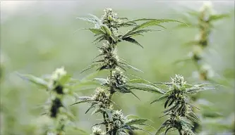  ?? SEAN KILPATRICK THE CANADIAN PRESS FILE PHOTO ?? Pot plants that will yield the first crop of legalized marijuana in Canada Oct. 17 still face an uncertain future surroundin­g their online sale, as Ontario scrambles to sort out the complexiti­es of private cannabis sales.