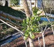  ?? JOURNAL-CONSTITUTI­ON WALTER REEVES FOR THE ATLANTA ?? Mistletoe usually grows from the top side of limbs, where birds have deposited the seed.