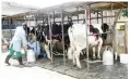  ?? ?? The partners intend to establish three village milk aggregator­s with the potential to collaborat­e with 150 additional beef-dairy producers. (File Picture)